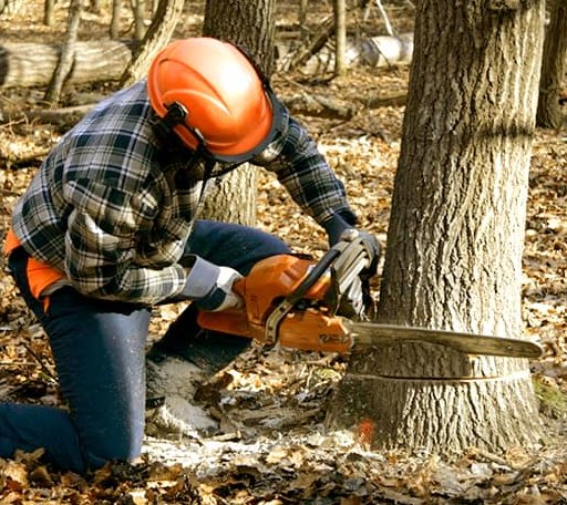 Tree Removal in Damariscotta, ME